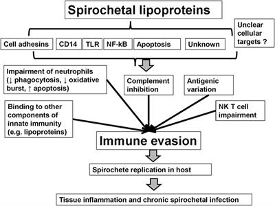 Spirochetal Lipoproteins and Immune Evasion